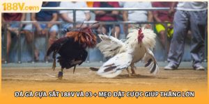 Đá Gà Cựa Sắt 188V Và 03 + Mẹo Đặt Cược Giúp Thắng Lớn