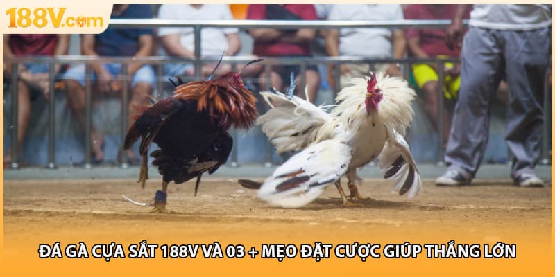 Đá Gà Cựa Sắt 188V Và 03 + Mẹo Đặt Cược Giúp Thắng Lớn