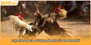 Luật Chơi Đá Gà - Hướng Dẫn Chi Tiết Cho Tân Thủ